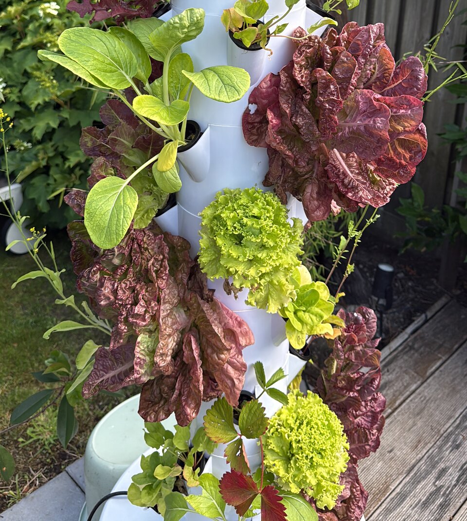 resultaat hydrocultuur
